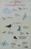 Sea Birds of Clonakilty_thumb.jpg 1.7K